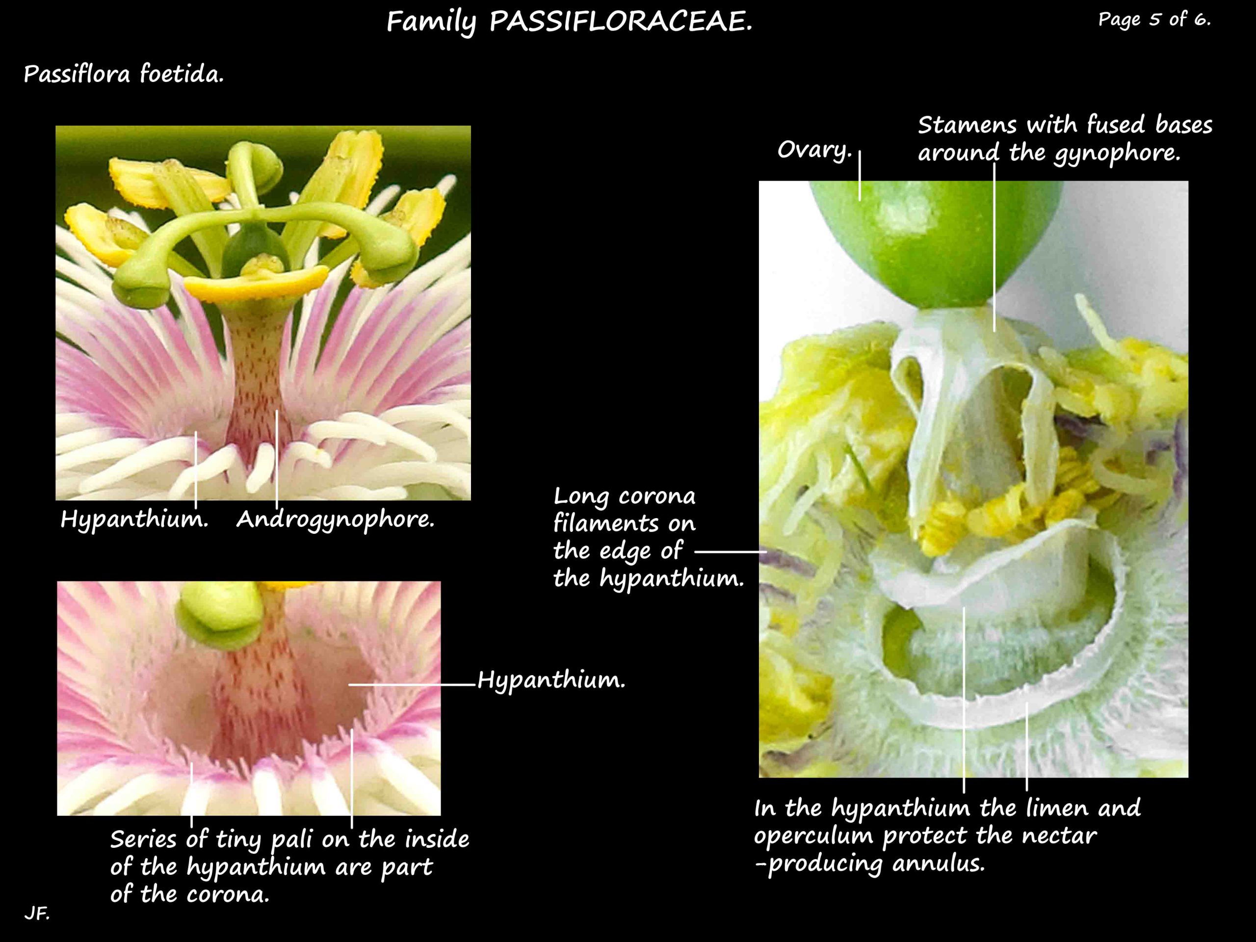 5 Passiflora foetida hypanthium